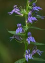 Great Blue Lobelia Ã¢â¬â Lobelia siphilitica Royalty Free Stock Photo